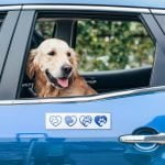 Pegatinas para el parachoques