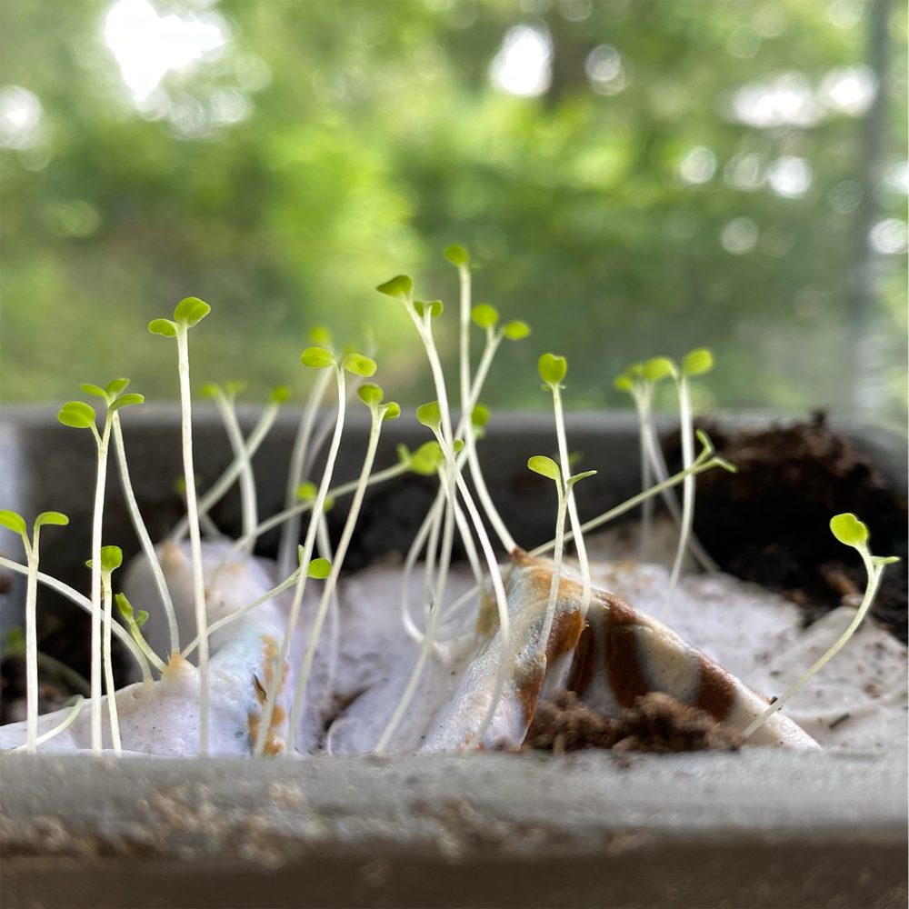 Tarjetas postales plantables - imagen 3