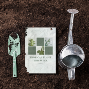 Tarjetas postales plantables